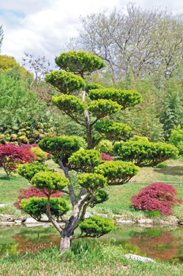 La taille japonaise s'illustre par une multitude de styles et de formes. Il s'agit de reproduire le végétal à l'état de nature par exemple un paysage lointain ou un arbre isolé à l'aplomb d'une falaise. 